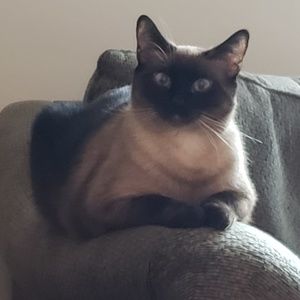 Meet your Posher, Sharon